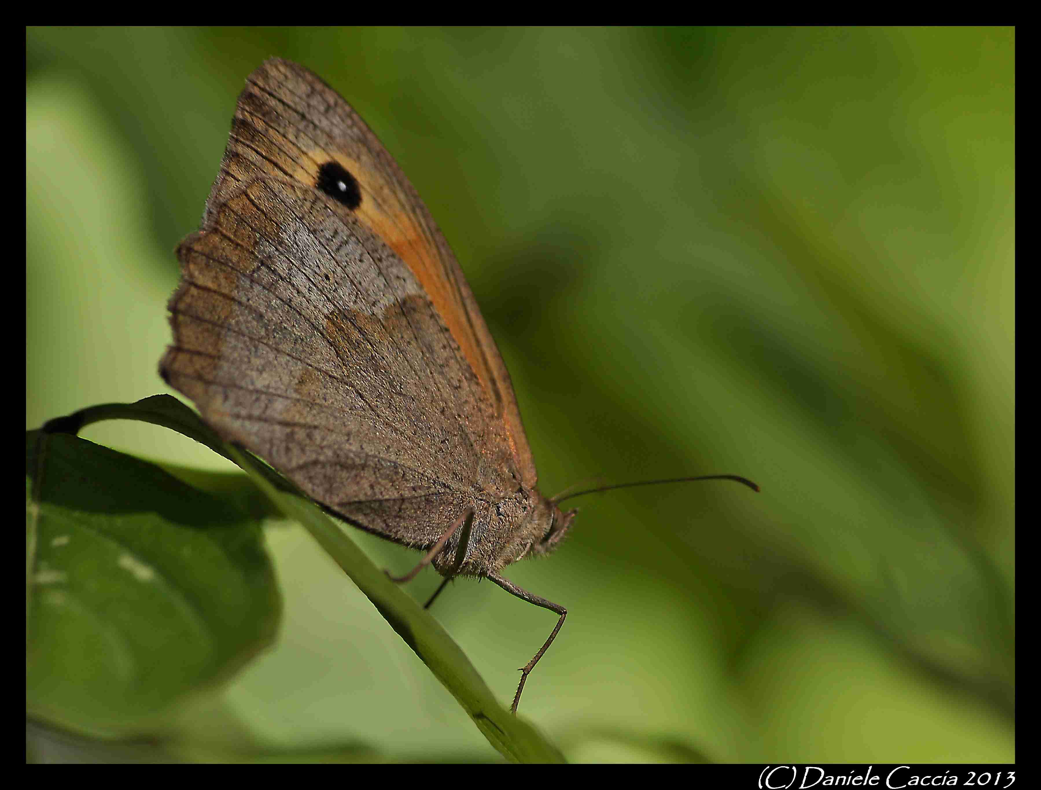 Identific.lepidottero2